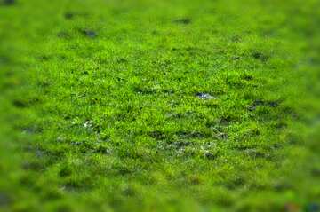 FX №12425 Lawn grass green  blur frame
