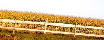 FX №12630 Обложка. Кукурузное поле за забором .