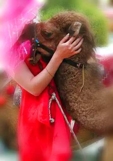 FX №12257 Girl  hugs camel