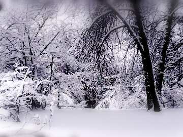 FX №123892 Winter  White snowy forest  landscape