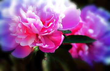 FX №124966 pink peony flowers