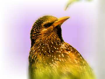 FX №125445 Gold starling bird