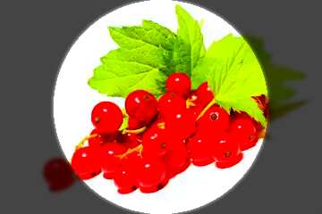 FX №128644 currant berries template