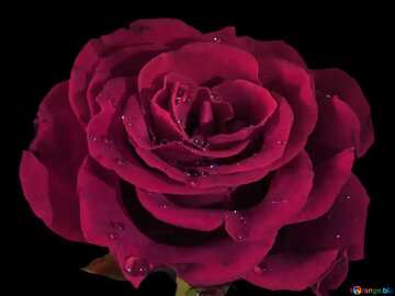 FX №13286 Красного цвета. Роза на черном.