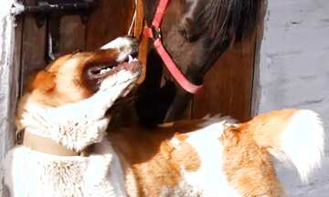 FX №13465 Обложка. Конь и собака.