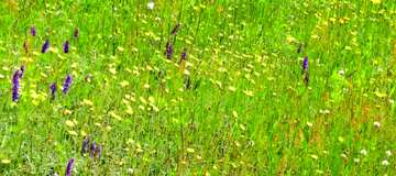 FX №13467 Обложка. Цветы в траве.
