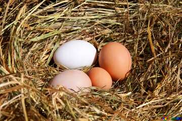 FX №13343 nest 4 eggs