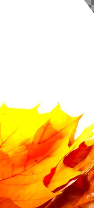 FX №13818 Картинка на аватарку. Осенние желтые  листья...