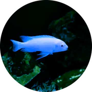 FX №130084 aquarium blue  fish