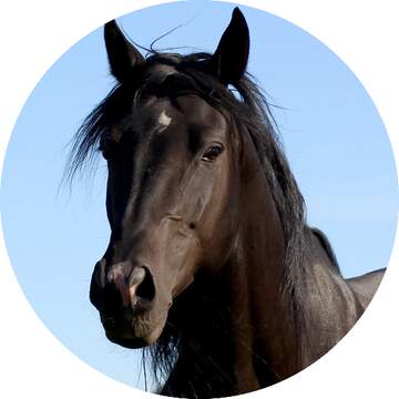 FX №132516 horse profile picture