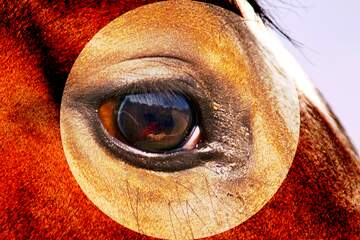 FX №137638 The eye horse    