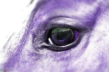 FX №137639 The horse eye