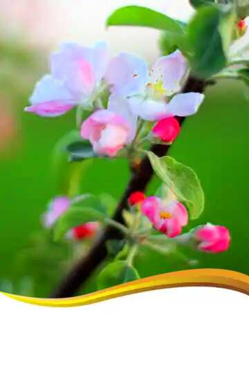 FX №138933 Apple-tree flower curved border blank card