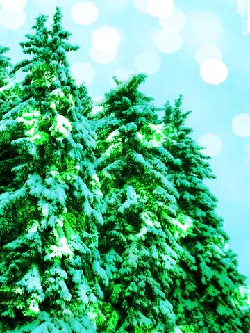 FX №139317 Snow  green pine tree