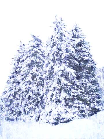FX №139307 Snowy pine tree