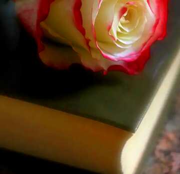 FX №139679 book about rose
