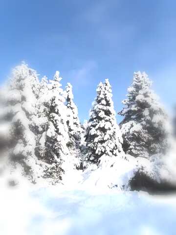 FX №140712 Christmas pine  Tree forest  Snow sun
