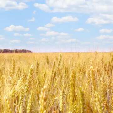 FX №140307 over wheat field