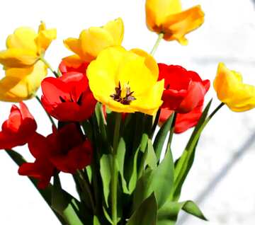 FX №140669 bouquet de tulipes