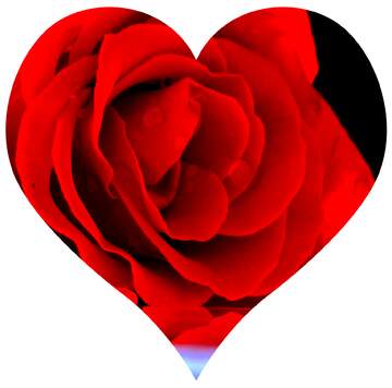 FX №149599 Rose flower love heart shaped
