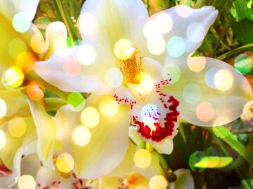 FX №152101 Orchid flower