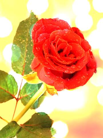 FX №154151 Rose flower Bokeh background
