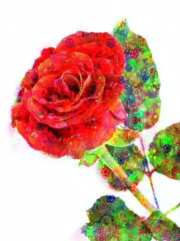 FX №154193 Celebratory Rose flower background