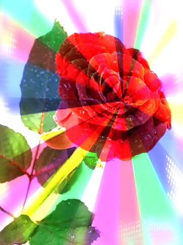 FX №154176  Rose flower background