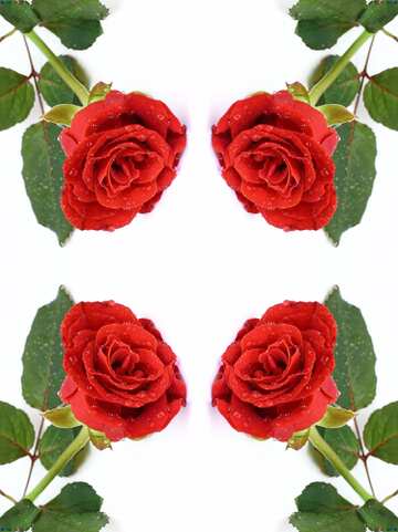 FX №154253 Rose flower  pattern
