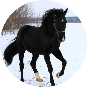 FX №157928 Horse in winter circle frame
