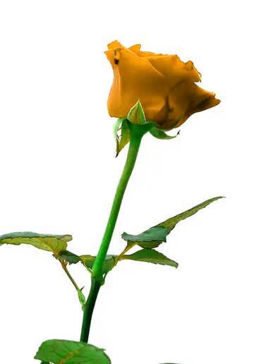 FX №168972 Orange rose