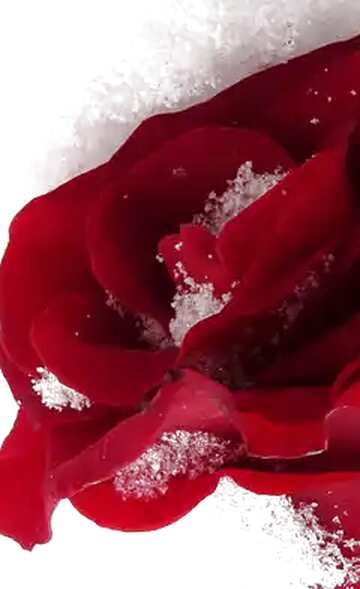 FX №17977 Beautiful re rose and snow