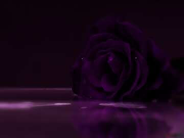 FX №17962 The best image. Rose reflection in water.
