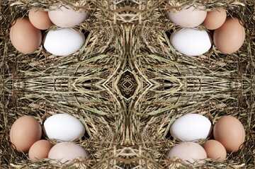 FX №17489 Frame Eggs in the nest