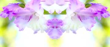 FX №17277 fiore viola su sfondo bianco