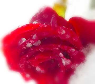 FX №17991 Image for profile picture Beautiful rose in the snow.