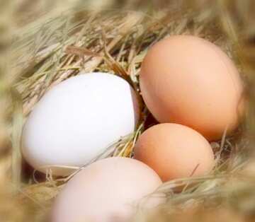 FX №17490 Image for profile picture Eggs in the nest.