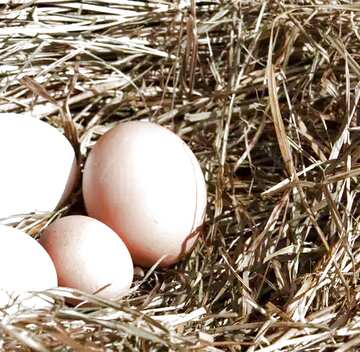 FX №17493 Image for profile picture Eggs in the nest.