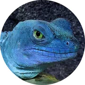 FX №17497 Lizard blue Image for profile picture