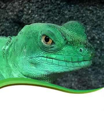 FX №17499 Lizard green