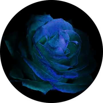 FX №17590 Profile image blue rose