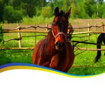 FX №17486 Ukrainian horse