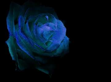 FX №17589 Wallpaper blue rose
