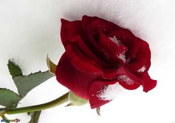 FX №17974 winter snow rose