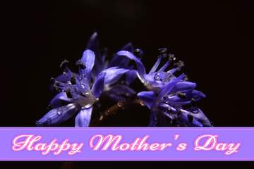 FX №171409 Dark background to monitor with flower Pretty Lettering Happy Mothers Day
