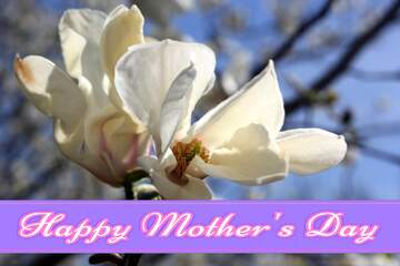 FX №171380 Velvet Magnolia flower Pretty Lettering Happy Mothers Day