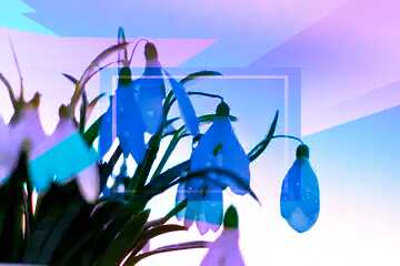 FX №174387 For the desktop background wallpaper spring Snowdrop Blue blank illustration template geometric...