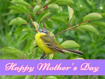 FX №174150 Happy mother`s day card with bird