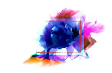 FX №174400 Sakura flower isolated on white background Colorful blank illustration template geometric frame