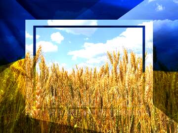 FX №174498 Ukrainian wheat Ukrainian illustration template frame